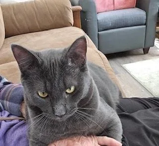 An adult large-sized male Domestic Short Hair cat named Derp for adoption in Bend, OR