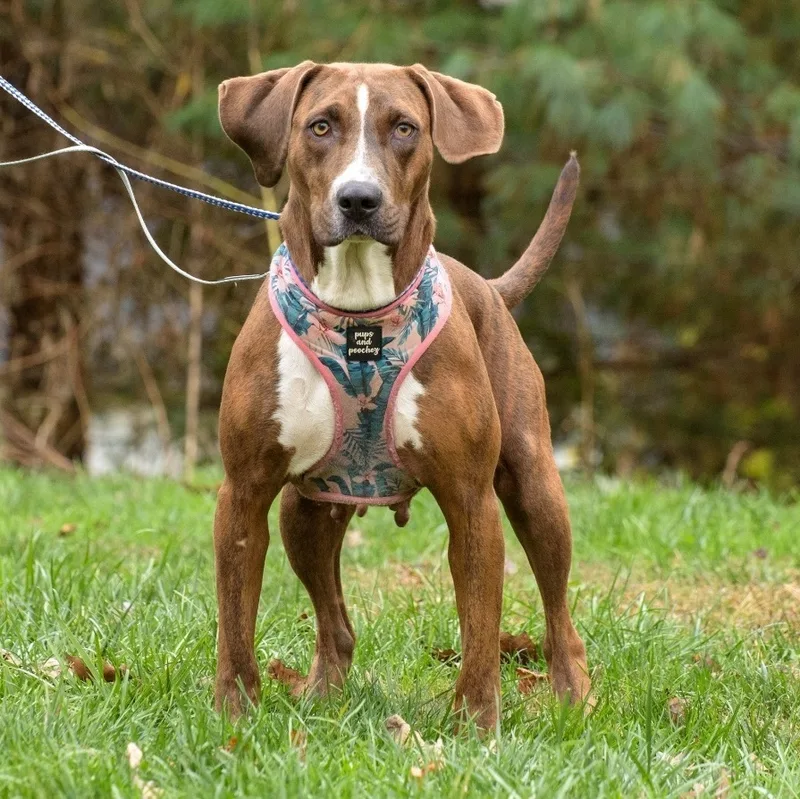 An adult medium-sized female Brindle Hound dog named Abby for adoption in Lambertville, NJ