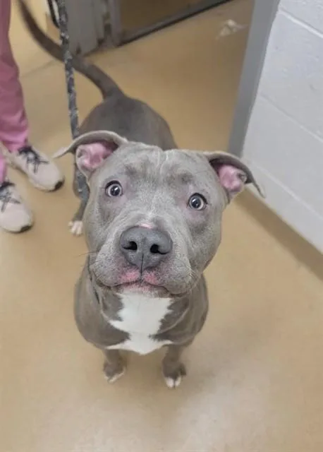 A young medium-sized male Pit Bull Terrier dog named Brody for adoption in Saint Peters, MO