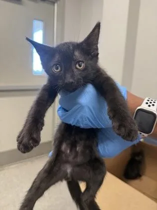 An adult small-sized male Domestic Short Hair cat named Cedar for adoption in Shreveport, LA