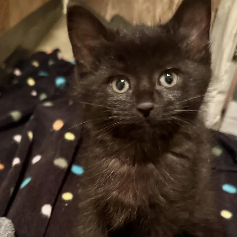 A baby small-sized male Black Domestic Short Hair cat named Viggo for adoption in Wheeling, IL