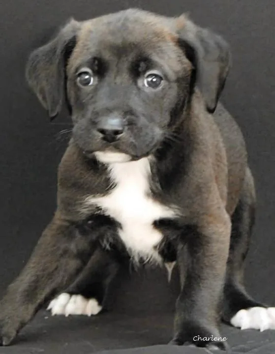 A baby medium-sized male White / Cream Irish Wolfhound dog named Likitung for adoption in Newland, NC