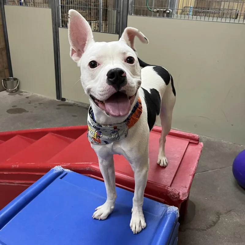 Mr. Wiggles thumbnail 2