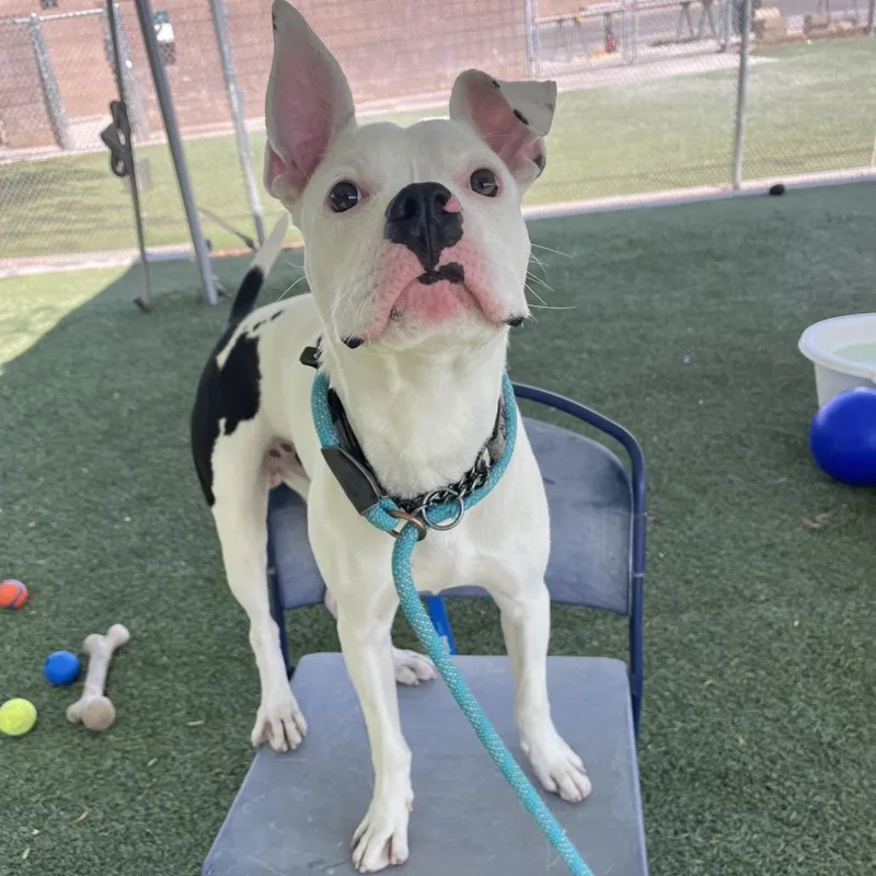 Mr. Wiggles thumbnail 4