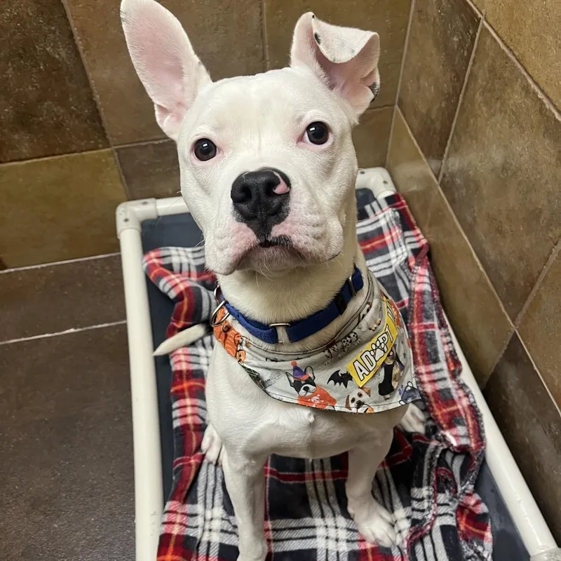 Mr. Wiggles thumbnail 5