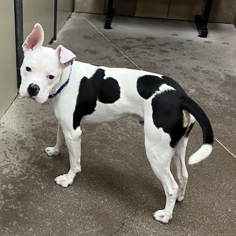 Mr. Wiggles thumbnail 6