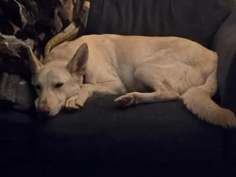 An adult large-sized female German Shepherd Dog dog named Lumi for adoption in Houston, TX