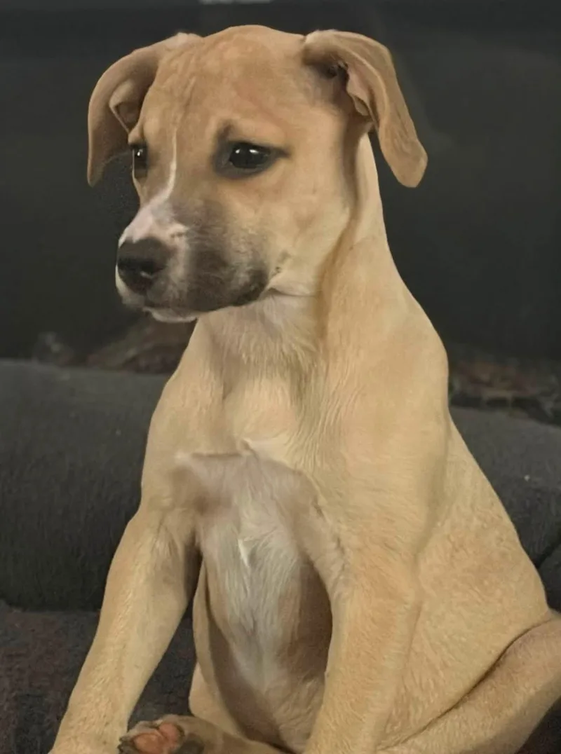A baby large-sized female Boxer dog named Belly for adoption in Collingswood, NJ