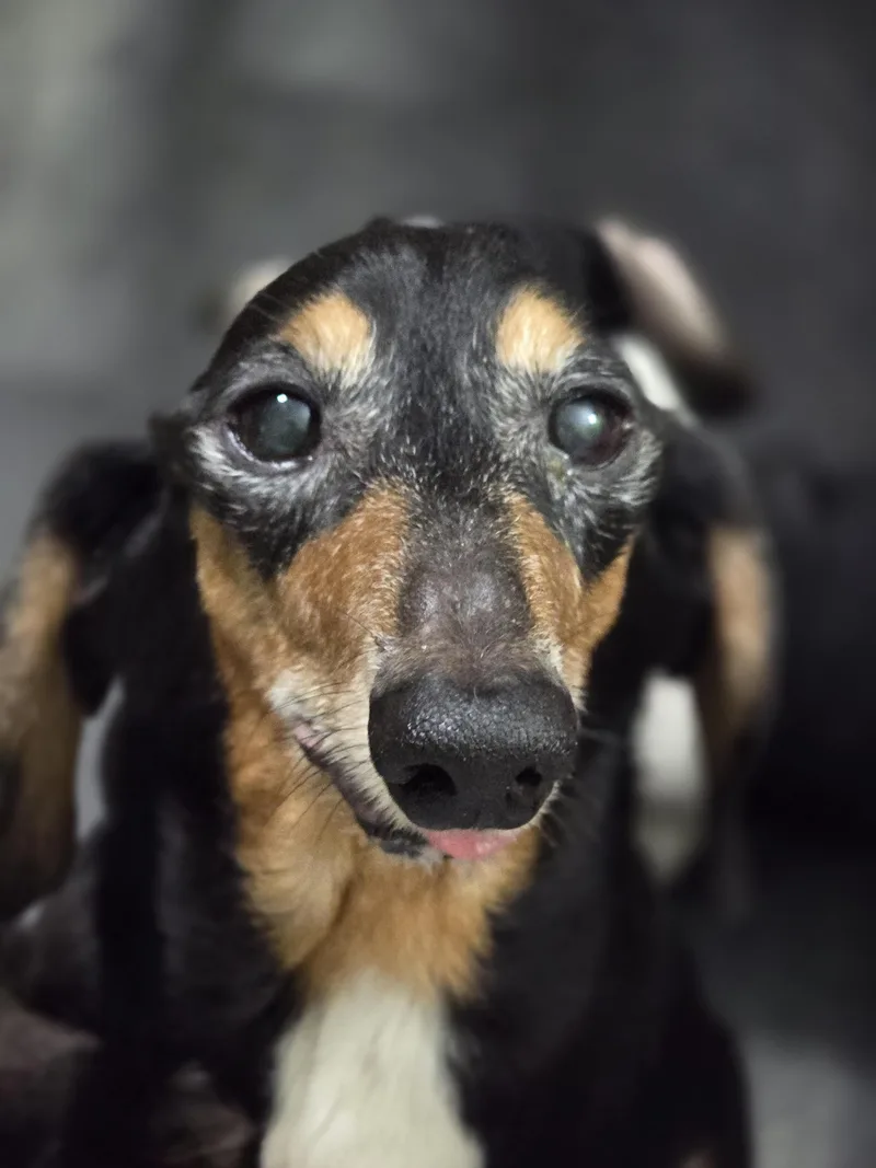 A senior small-sized male Black Dachshund dog named Jax for adoption in New York, NY
