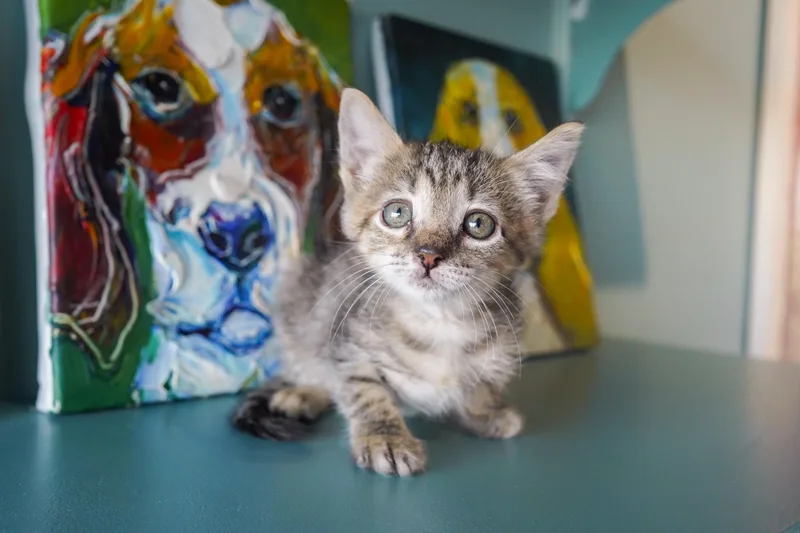 A young small-sized female Brown / Chocolate Domestic Short Hair cat named Ursula for adoption in San Antonio, TX