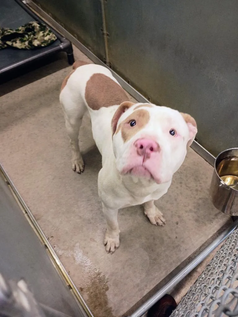 A young medium-sized male Pit Bull Terrier dog named Scooter for adoption in La Porte, IN