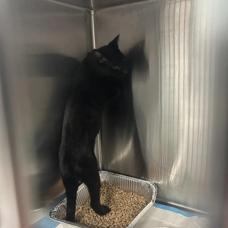 An adult medium-sized male Black Domestic Short Hair cat named Big Boy Bob for adoption in Greensboro, NC
