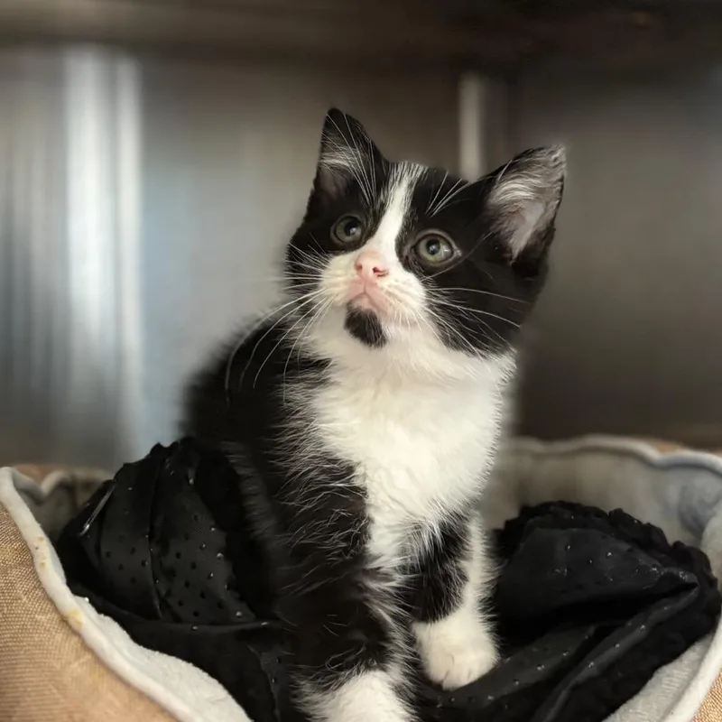 A baby small-sized male Black Domestic Short Hair cat named July for adoption in Nashville, IN