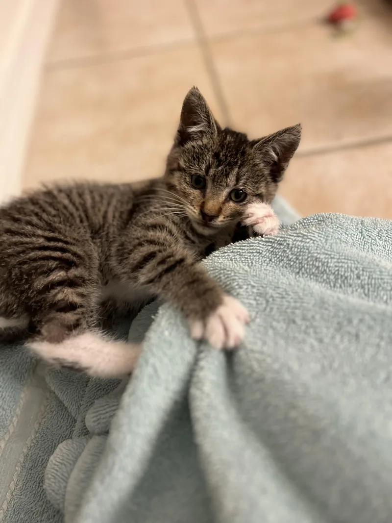 A young medium-sized male Domestic Short Hair cat named Nutmeg for adoption in Kennewick, WA
