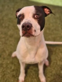 An adult large-sized male Mixed Breed dog named Benji for adoption in Savannah, GA