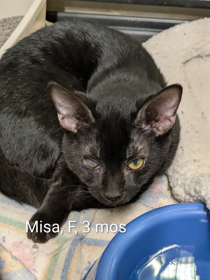 A young small-sized female Black Domestic Short Hair cat named Misa for adoption in Bedford, VA