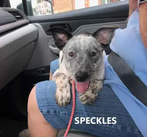 A baby medium-sized female Gray / Blue / Silver Cattle Dog dog named Speckles for adoption in Washington, GA