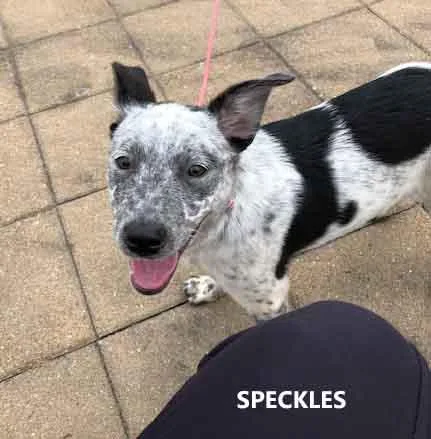 Speckles thumbnail 2
