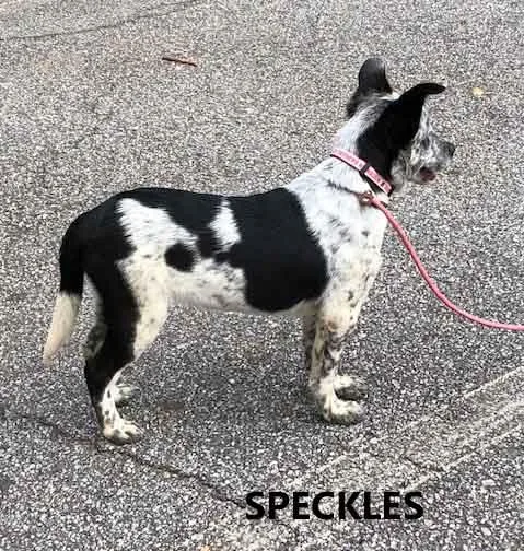 Speckles thumbnail 3