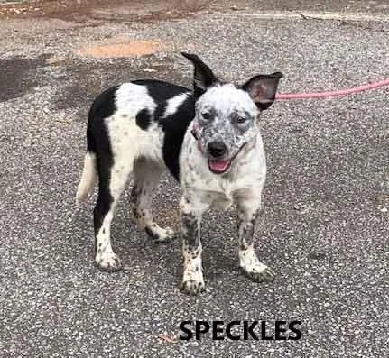 Speckles thumbnail 4