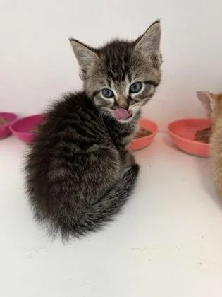A baby small-sized male Domestic Short Hair cat named Kodi for adoption in Manteo, NC