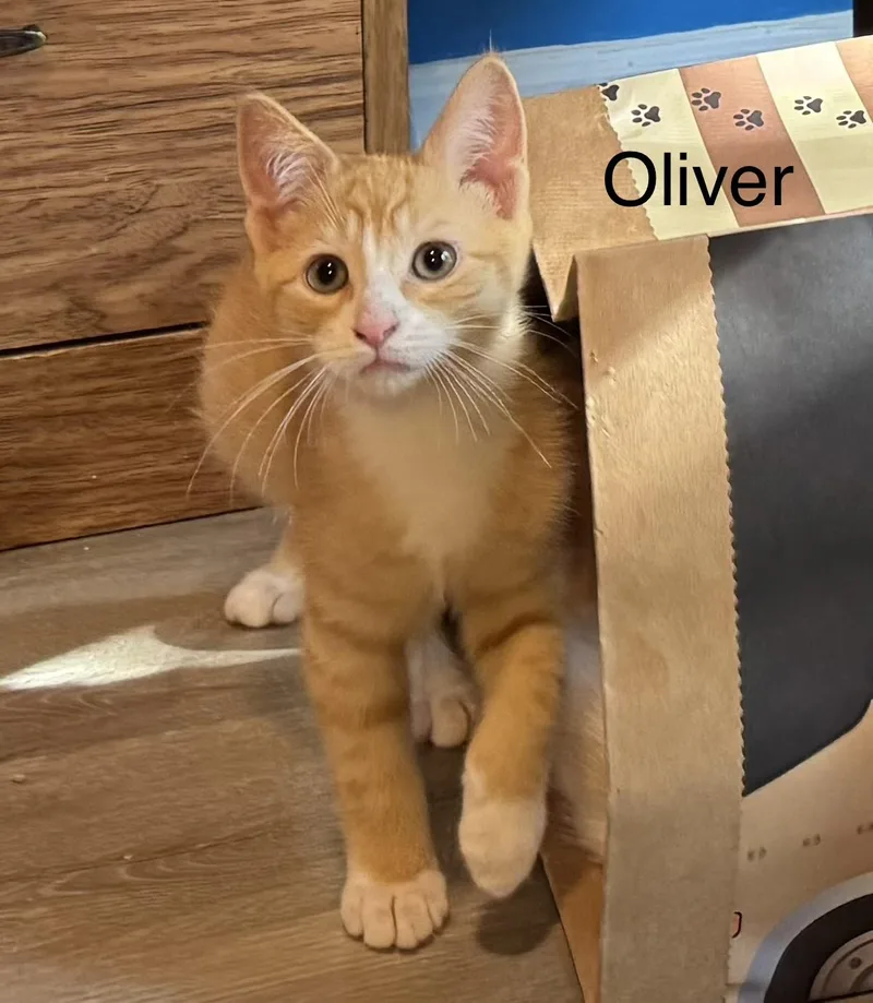 A baby medium-sized male Tabby (Orange / Red) Tabby cat named Oliver for adoption in Frederick, MD