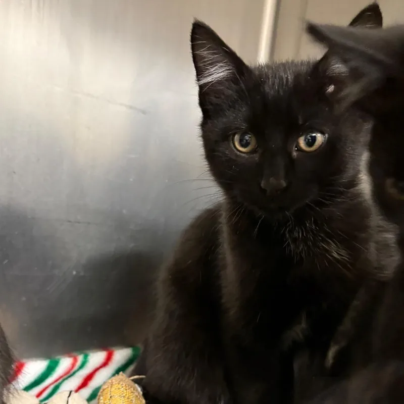 A baby small-sized male Domestic Medium Hair cat named Enzo for adoption in Spokane, WA