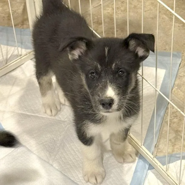 A baby medium-sized male Husky dog named Ash for adoption in Toledo, OH