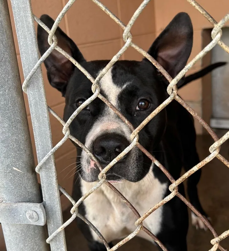An adult medium-sized male Pit Bull Terrier dog named Ace for adoption in Gautier, MS