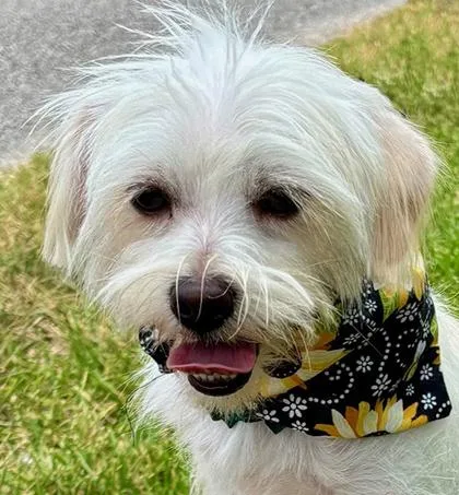 A young small-sized female White / Cream Shih Tzu dog named Charming CHRISSY Little for adoption in Cypress, TX