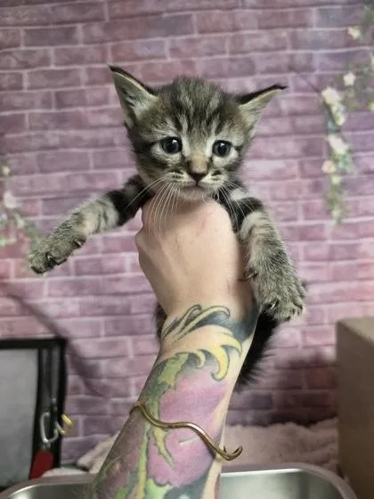 A baby small-sized male Domestic Short Hair cat named Emillio for adoption in Houston, TX
