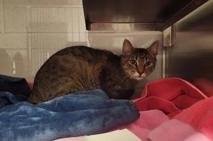 An adult medium-sized male Domestic Short Hair cat named Bucket Head for adoption in Gastonia, NC