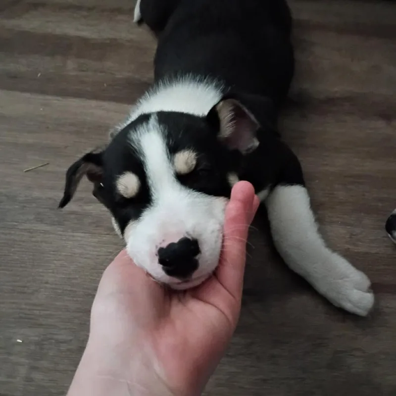 Earl Grey thumbnail 2