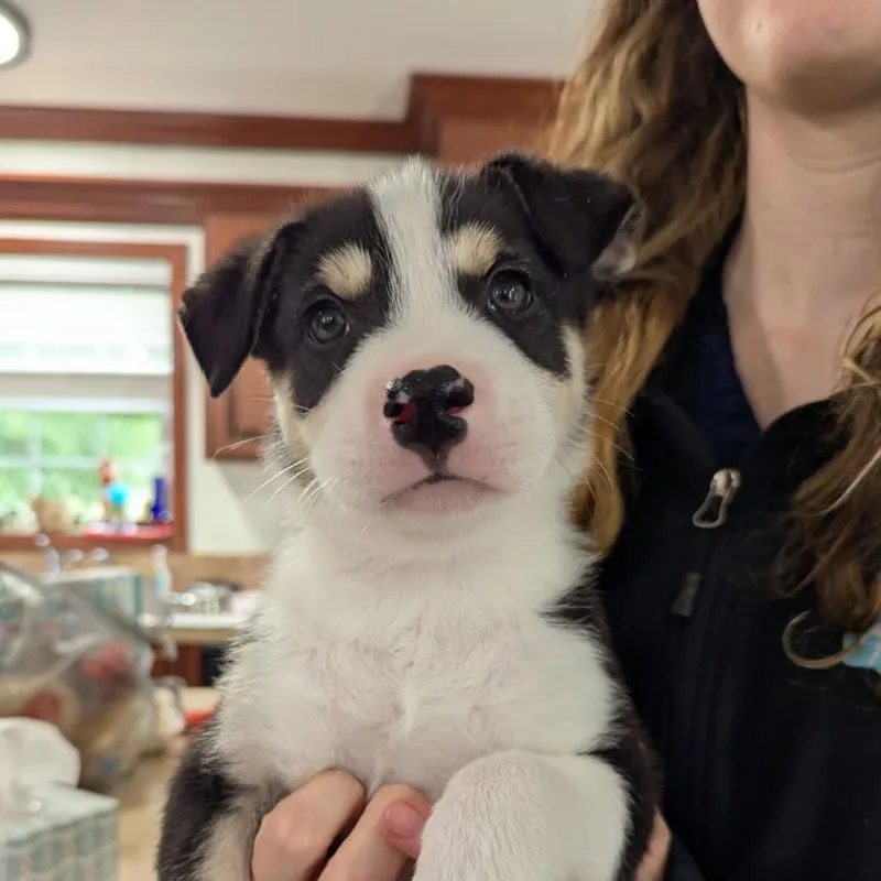 Earl Grey thumbnail 3