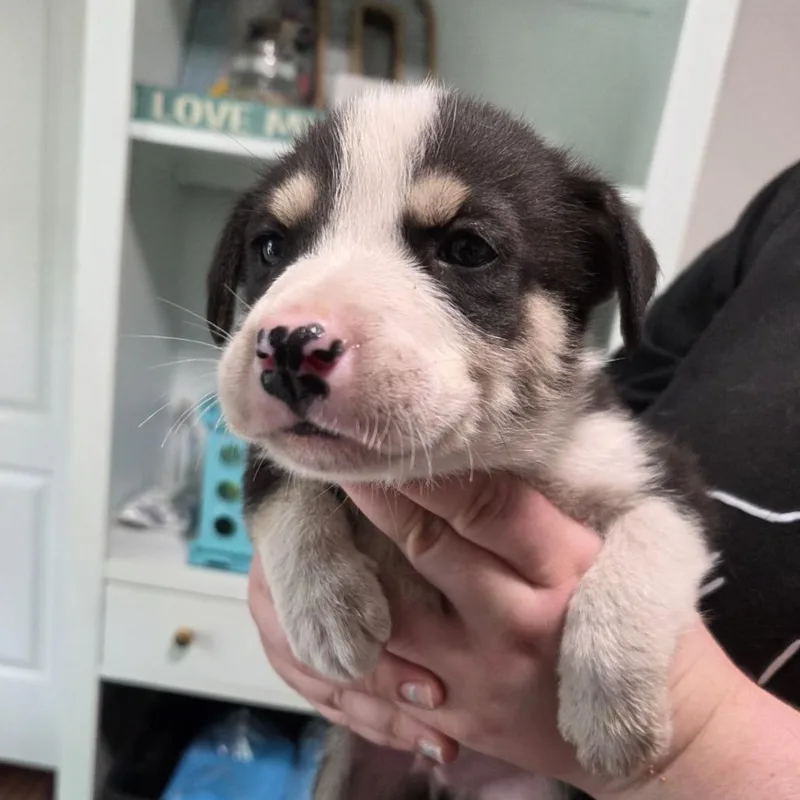 Earl Grey thumbnail 4