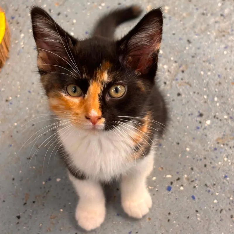 A baby small-sized female Black Domestic Short Hair cat named Sea Glass for adoption in Pontiac, IL