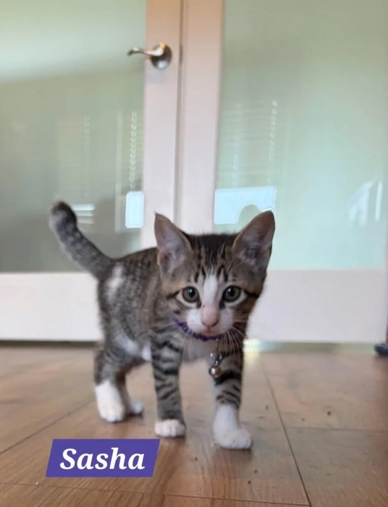 A baby small-sized female Domestic Short Hair cat named Sasha for adoption in Ruskin, FL