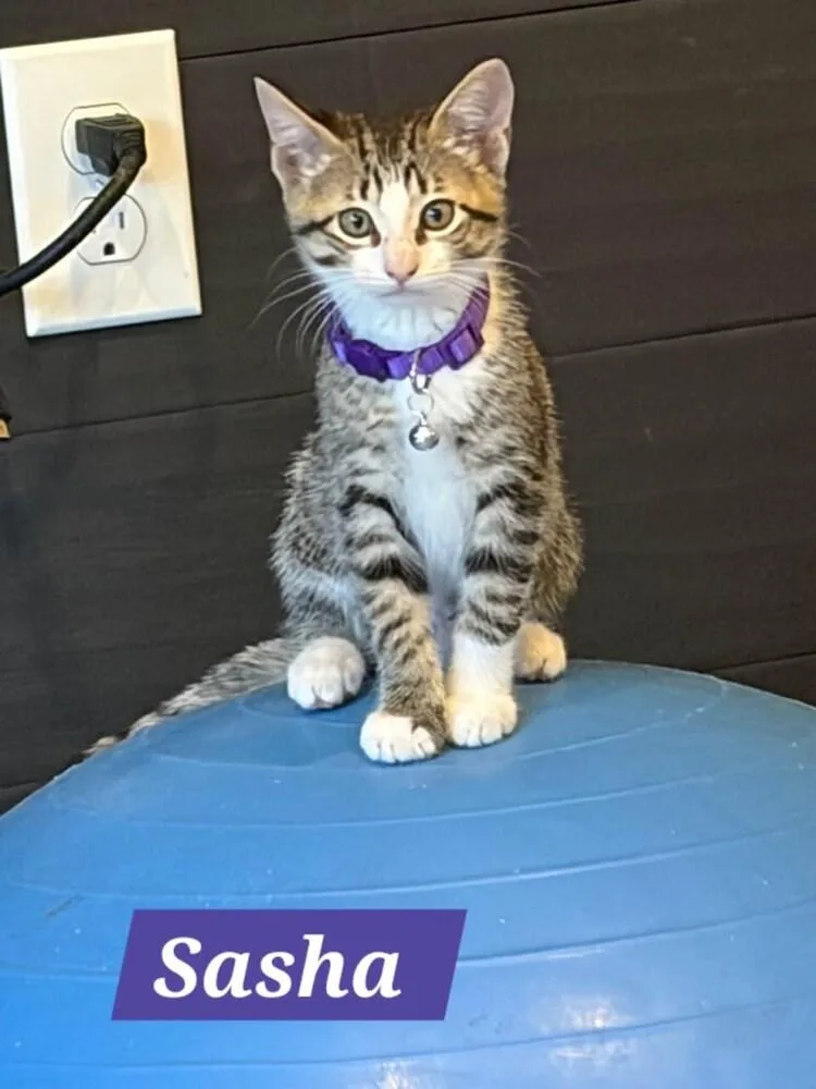 Sasha thumbnail 2