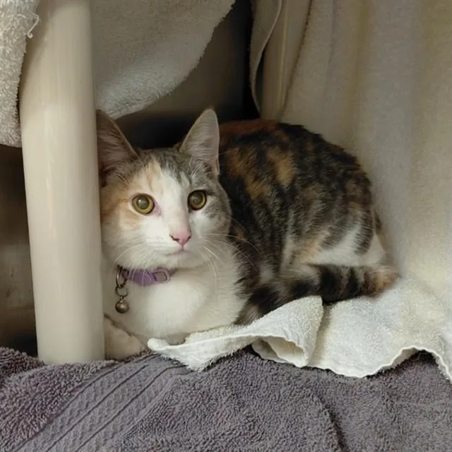 A young medium-sized female Domestic Short Hair cat named Samantha for adoption in Huntsville, AL