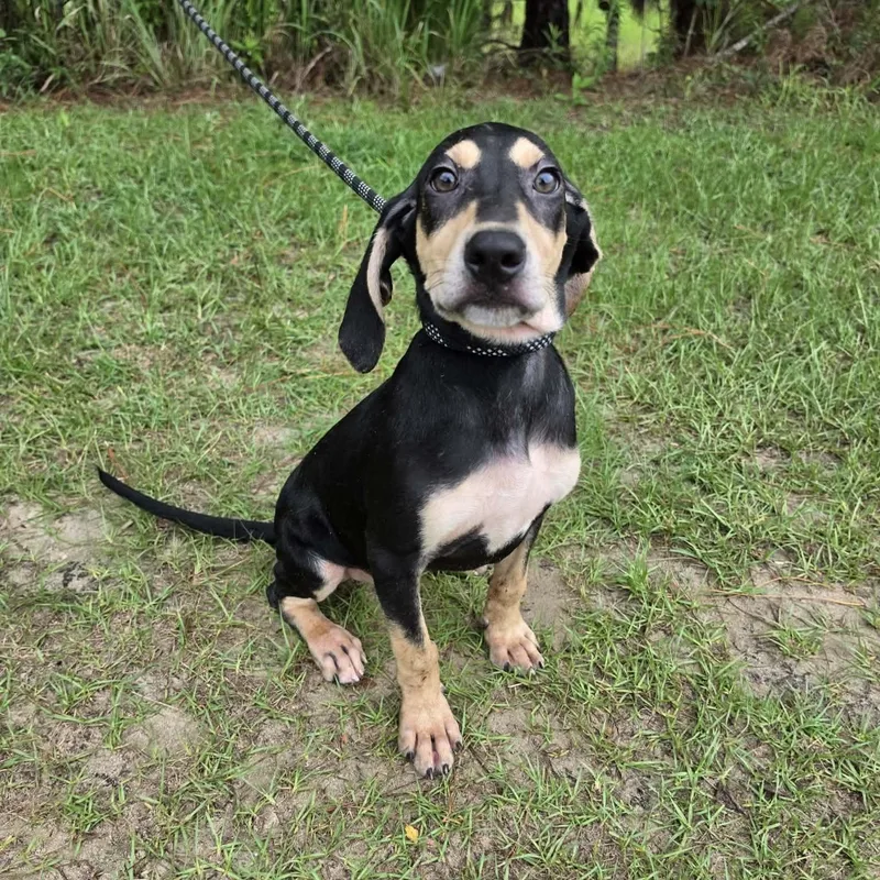 A baby medium-sized male Tricolor (Brown, Black, & White) Treeing Walker Coonhound dog named Travis for adoption in Foley, AL