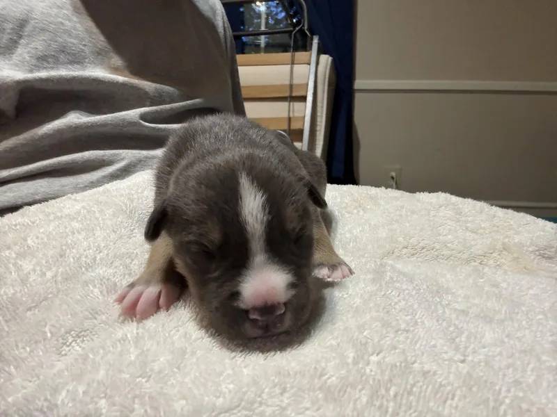 A baby medium-sized male American Staffordshire Terrier dog named Carmichael Nuggets litter for adoption in Holly Springs, NC