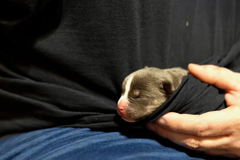 Carmichael Nuggets litter thumbnail 2