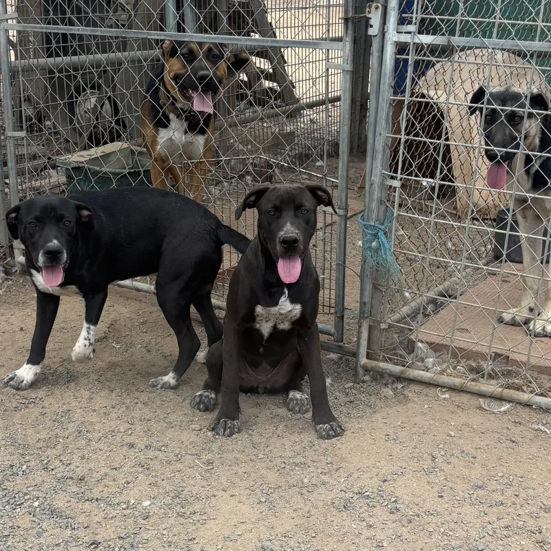 A young medium-sized female Black Labrador Retriever dog named Lady for adoption in Santa Monica, CA