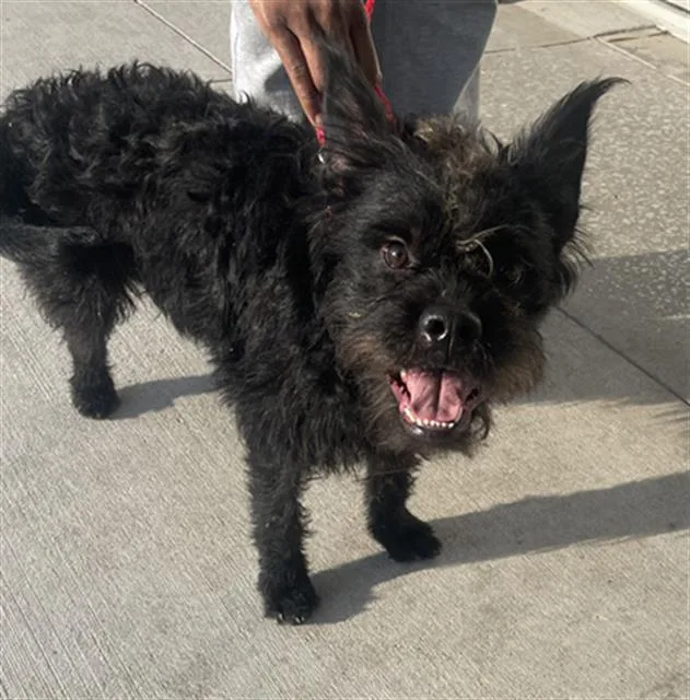 A young medium-sized male Mixed Breed dog named Zydeko for adoption in Dallas, TX