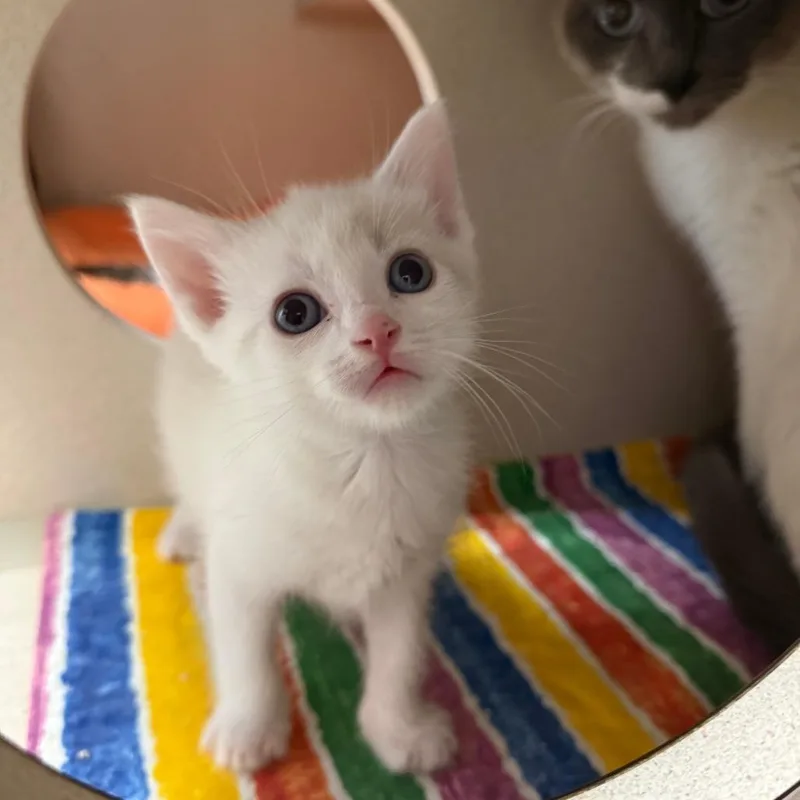 A baby small-sized male White Siamese cat named Meegosh for adoption in Pagosa Springs, CO