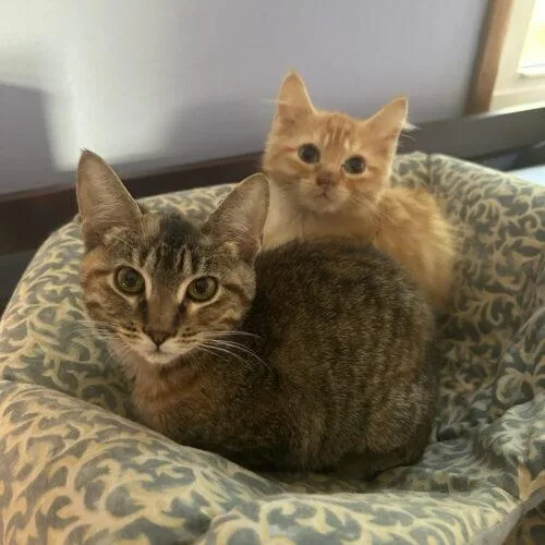 A baby small-sized female Domestic Short Hair cat named Scarlett for adoption in Kirksville, MO