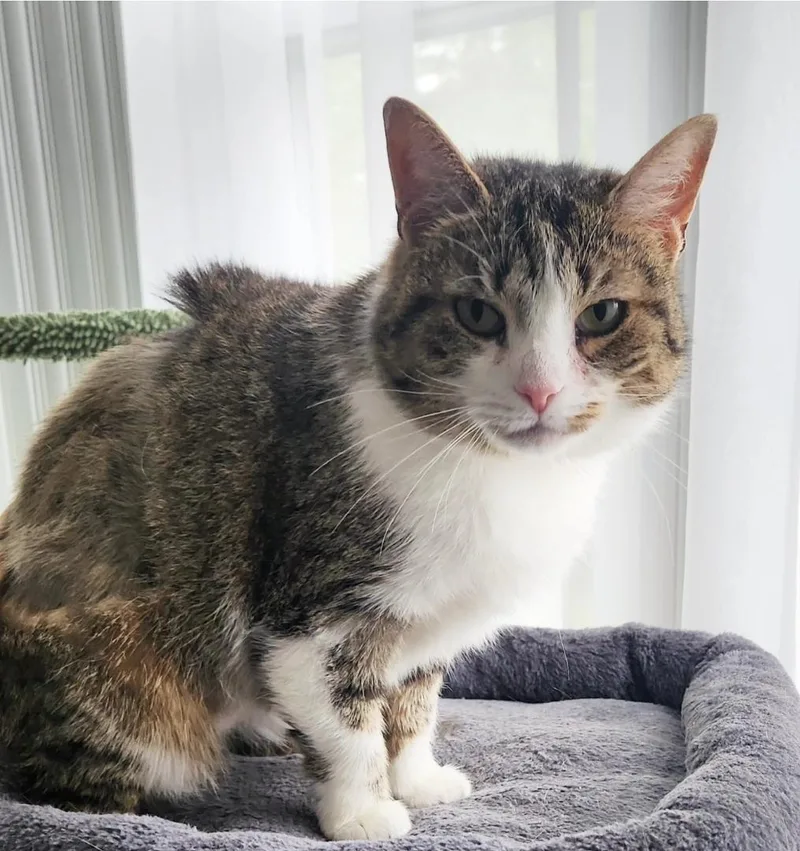 An adult medium-sized female Tabby (Brown / Chocolate) Domestic Short Hair cat named Burnice for adoption in Manchester, MD