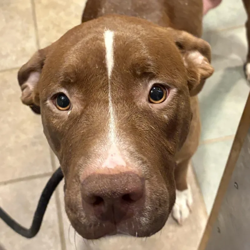 An adult large-sized female Brown / Chocolate Mixed Breed dog named Candy for adoption in Chattanooga, TN