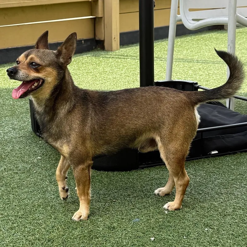 An adult small-sized male Brown / Chocolate Chihuahua dog named Steve for adoption in Houston, TX