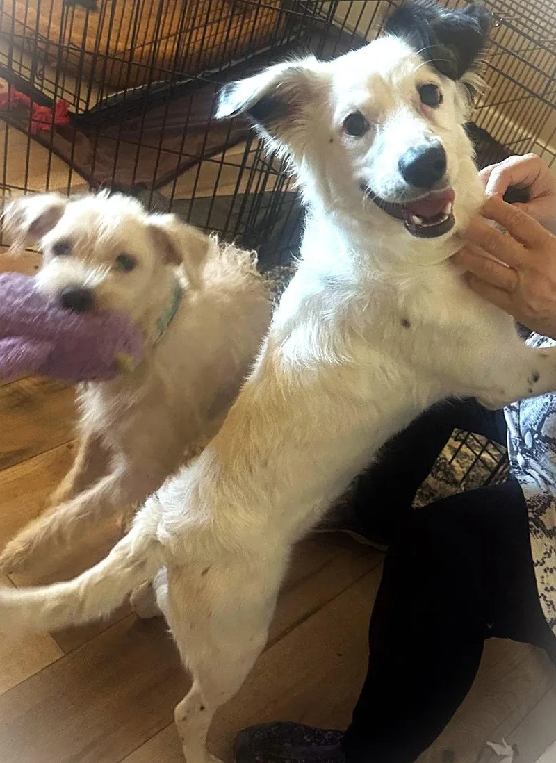 A baby medium-sized female Australian Shepherd dog named Juniper for adoption in Fallbrook, CA